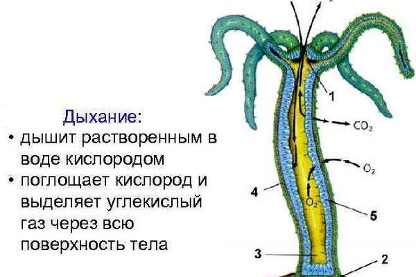 Ссылка сайта блекспрут